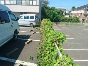 フェンス・塀・壁に巻き付いたツル・ツタの撤去作業